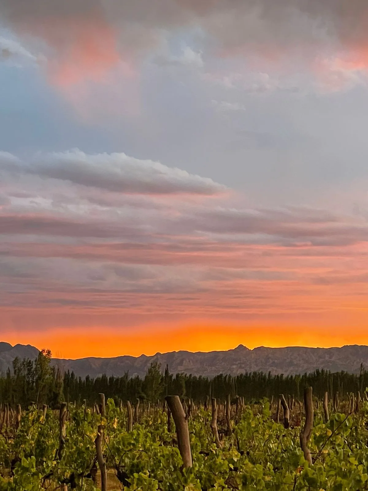 Atardecer naranja sobre viñedo en San Rafael durante la vendimia